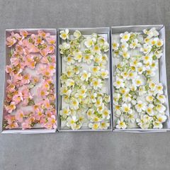 Hoa sáp Nguyệt quế LOẠI 2 (hộp 25 bông) - HHS0021