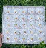Hoa sáp lan hồ điệp (Hộp 25 bông) ảnh shop tự chụp - HHS0009
