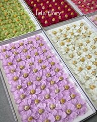 Hoa sáp Cúc bướm (hộp 50 bông) - HHS0022