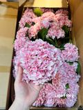 Hoa lụa Cẩm tú cầu in 3D - HOG0033