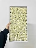 Hoa sáp Cẩm chướng xoăn - HHS0026