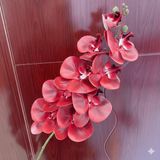 Hoa lan hồ điệp 9b cao su - HOG0043