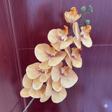 Hoa lan hồ điệp 9b cao su - HOG0043