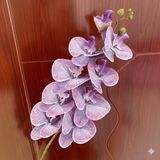 Hoa lan hồ điệp 9b cao su - HOG0043