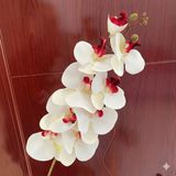 Hoa lan hồ điệp 9b cao su - HOG0043