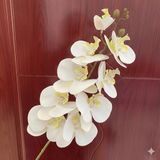 Hoa lan hồ điệp 9b cao su - HOG0043