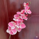 Hoa lan hồ điệp 9b cao su - HOG0043