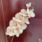 Hoa lan hồ điệp 9b cao su - HOG0043