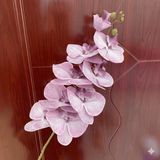 Hoa lan hồ điệp 9b cao su - HOG0043