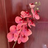 Hoa lan hồ điệp 9b cao su - HOG0043