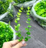 Hoa điểm dùng trang trí hoa sáp (0.5kg) - HOG0019