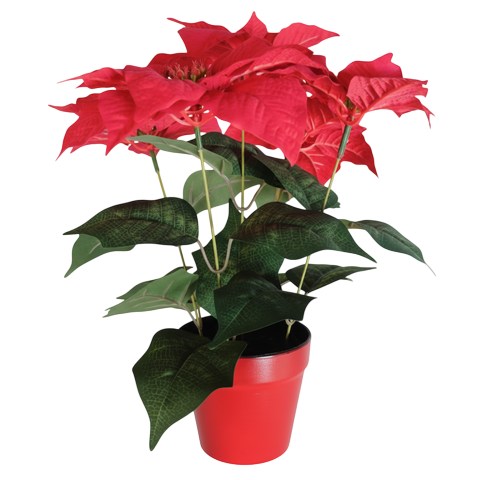 HOA GIÁNG SINH 7 BÔNG KÈM CHẬU XMASFLOWER
