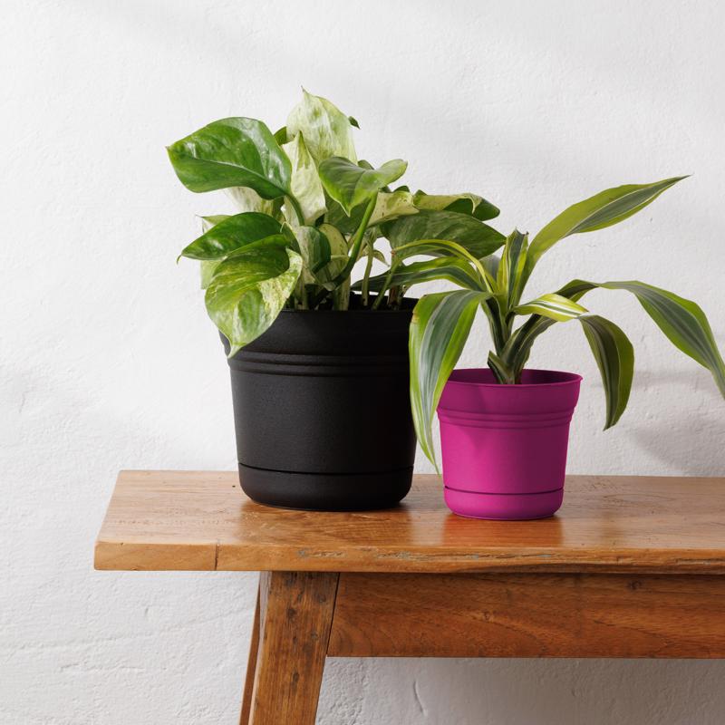 BLOEM SATURN CHẬU TRỒNG CÂY HỒNG TÍM 12.7CM