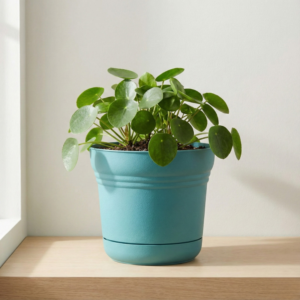 BLOEM CHẬU CÂY NHỰA RESIN XANH NGỌC 11.4X12.7CM