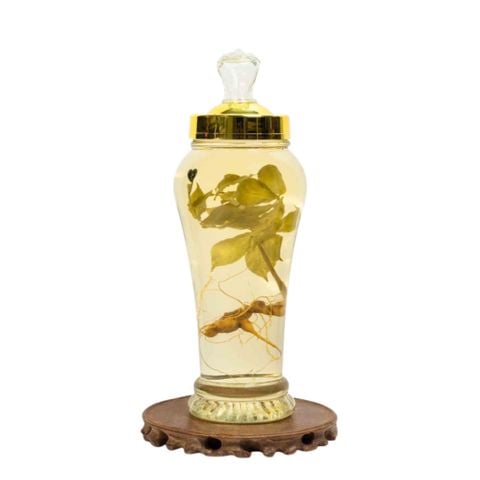 Bình Rượu Sâm Ngọc Linh Kon Tum 2,4L