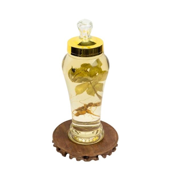  Bình Rượu Sâm Ngọc Linh Kon Tum 2,4L 