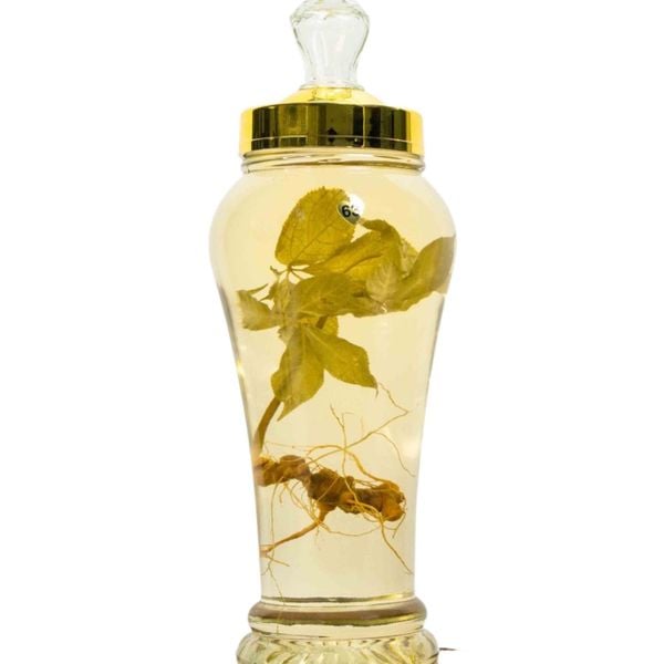  Bình Rượu Sâm Ngọc Linh Kon Tum 2,4L 