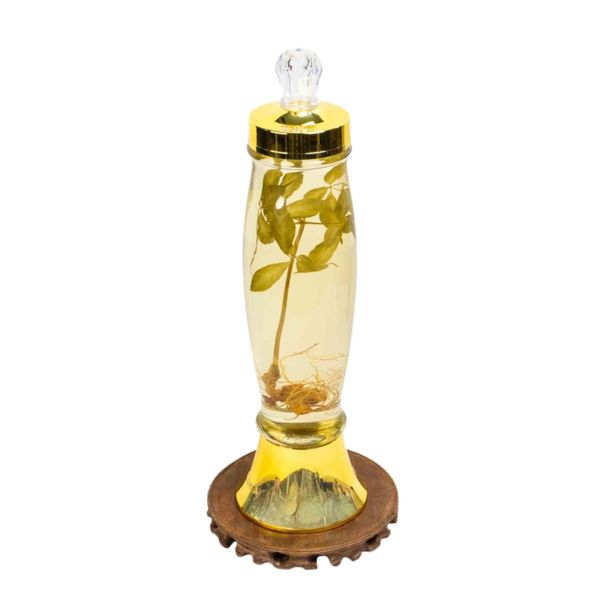 Bình Rượu Sâm Ngọc Linh Kontum 2,3 Lít 