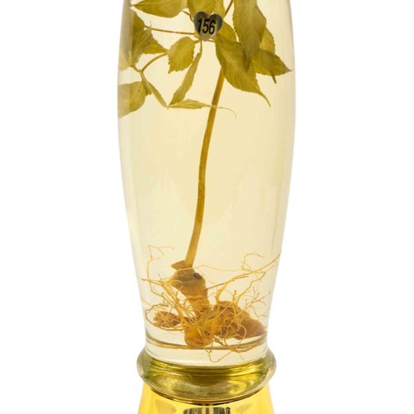  Bình Rượu Sâm Ngọc Linh Kontum 2,3 Lít 