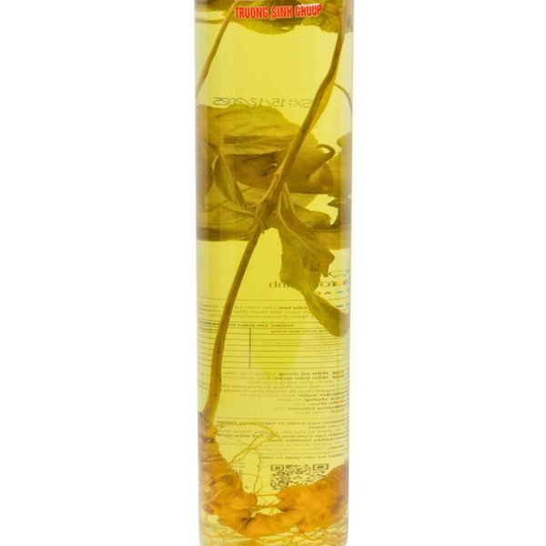 Bình Sâm Ngọc Linh Có Củ Trường Sinh Legacy 2 Lít 