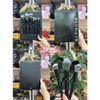 Set cọ Sephora 8 cây GIA CÔNG Pro Brush Set