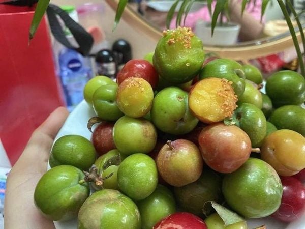  [Chỉ Giao HCM] Mận cơm - 500gr 