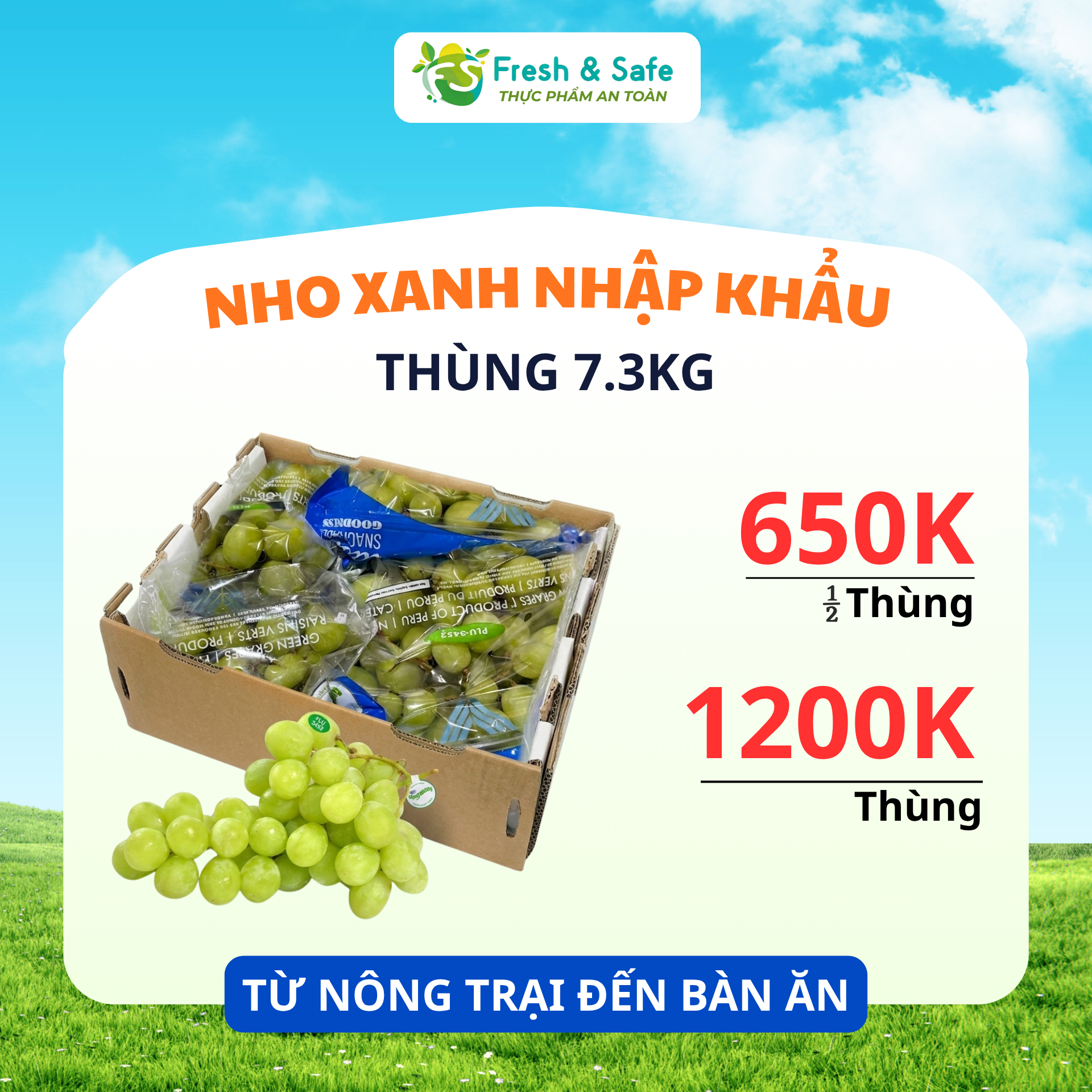  [HÀNG THÙNG GIÁ RẺ] Nho xanh Nhập Khẩu - Thùng 7.3kg/ Nửa thùng 3.5kg 
