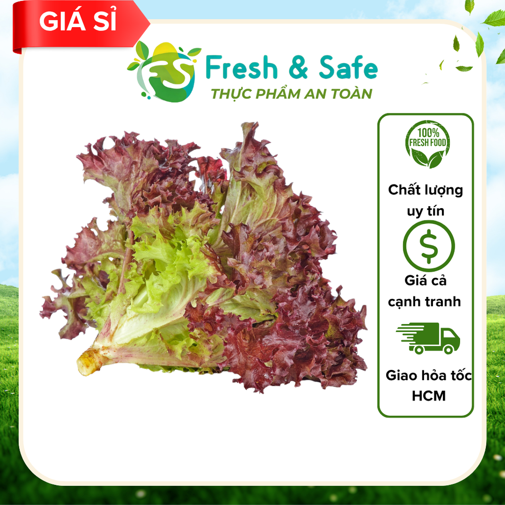  Xà lách lolo tím - 500g (sỉ) 