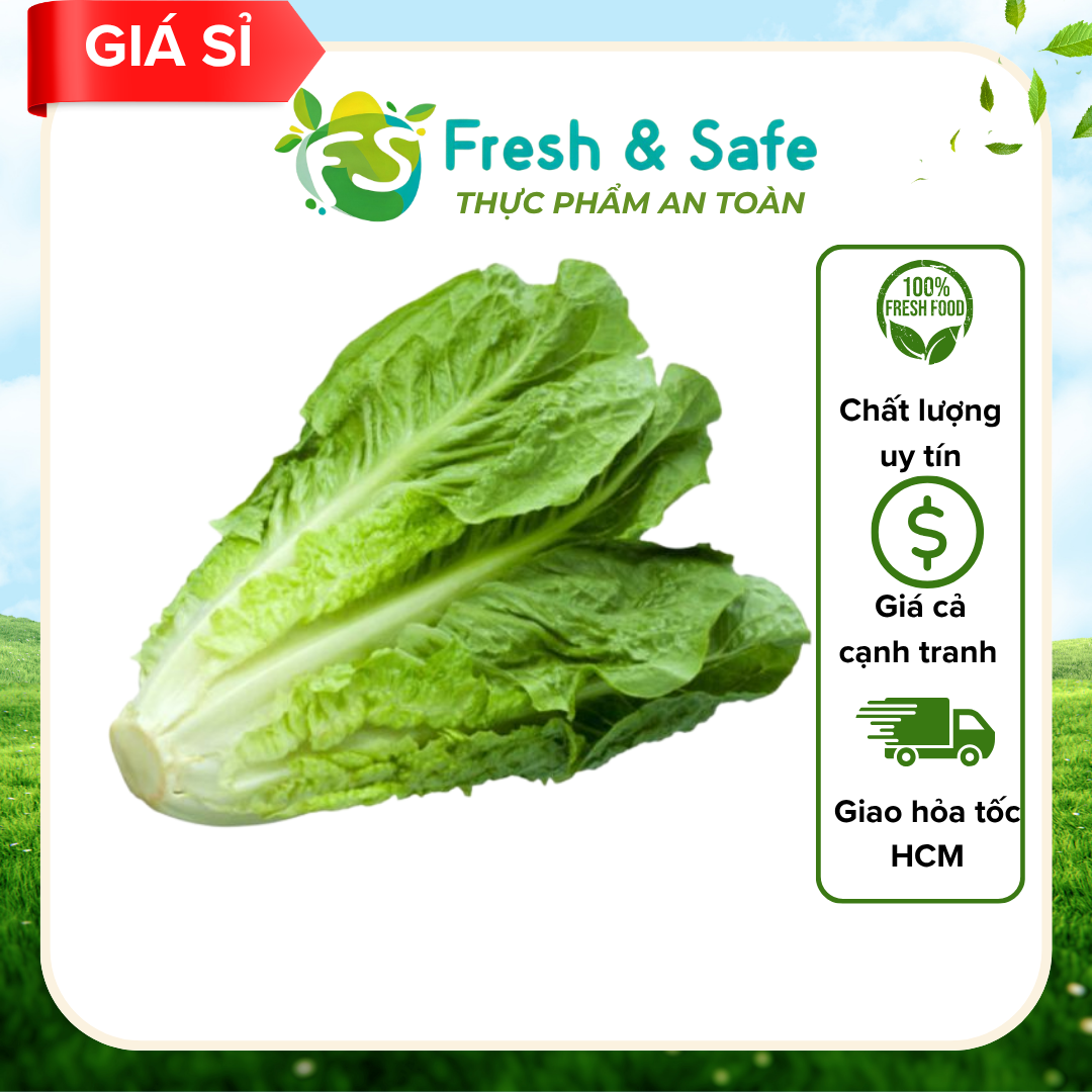  Xà lách Romaine - 1kg (sỉ) 