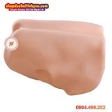  Âm Đạo Tử Cung Giả Thiết Kế Hình Dạng Xương Chậu Nữ Giới 