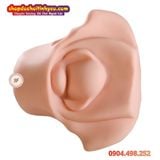  Âm Đạo Tử Cung Giả Thiết Kế Hình Dạng Xương Chậu Nữ Giới 