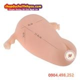  Tử Cung Phụ Nữ Có Âm Đạo Giả MANMIAO REAL UTERUS Siêu Mềm Mại 