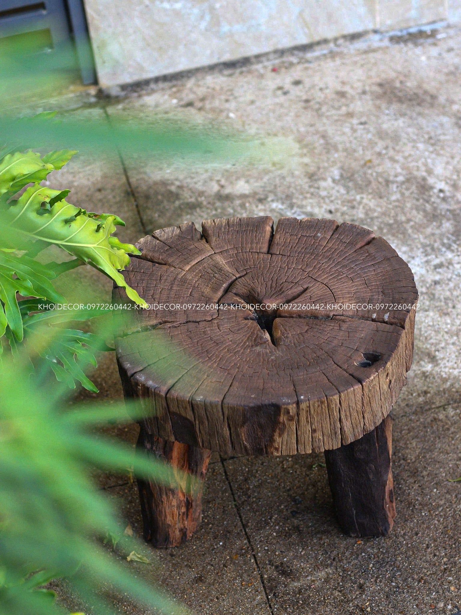  BÀN CÀ CHÍT VÀNG - 45 x 40 cm 