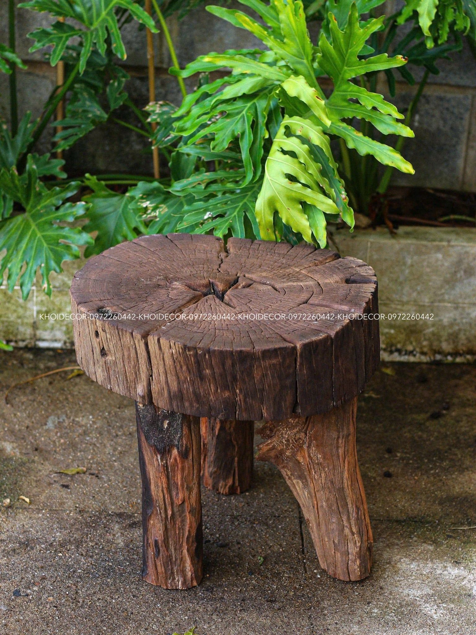  BÀN CÀ CHÍT VÀNG - 45 x 40 cm 