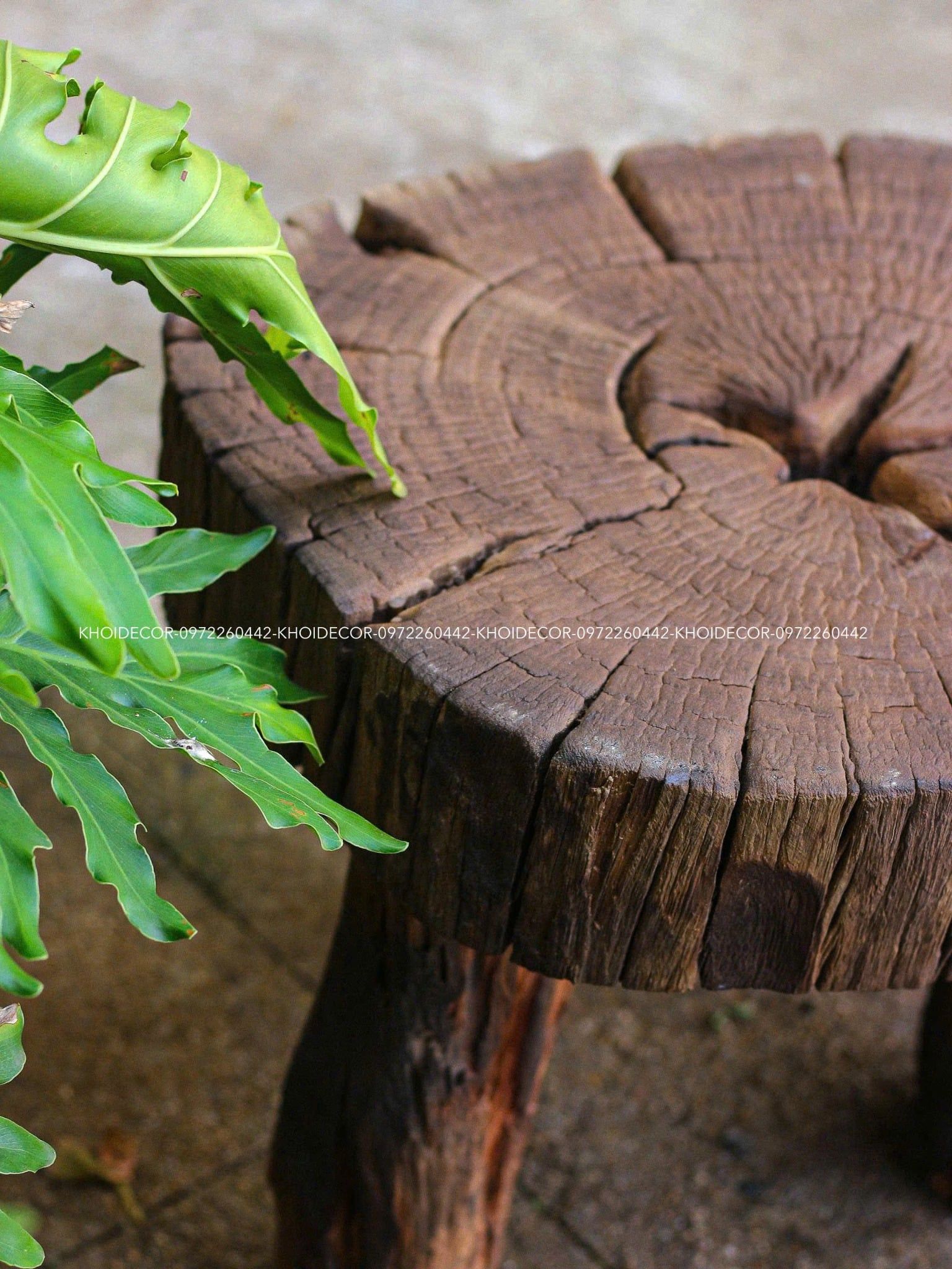  BÀN CÀ CHÍT VÀNG - 45 x 40 cm 