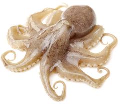 Bạch tuộc 2 da ( 100gram )