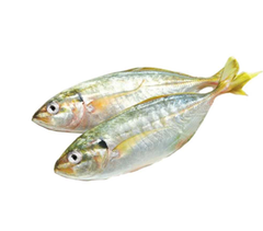 Cá Bạc má tươi ( 100gram )