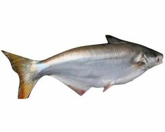 Cá Bông lau tươi (100gram)