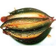 Cá Chạch quế sống (100gram)