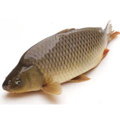 Cá Chép giòn sống (100gram)