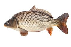 Cá Chép thường sống (100gram)