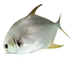 Cá Chim trắng tươi (100gram)