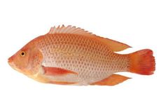 Cá Diêu hồng sống (100gram)