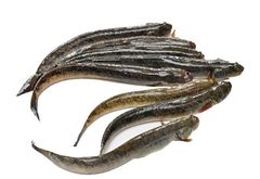 Cá Kèo sống loại (100gram)