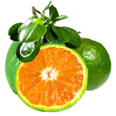 Cam Sành Vĩnh Long