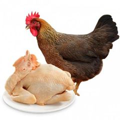 Gà ta vườn MÁI làm sạch/kg