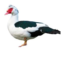 Vịt xiêm làm sạch kilogram