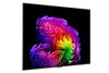 Tivi LG OLED AI 4K 65 Inch OLED65G6PSA (2026)