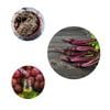 REVIVE Kidney 135 viên : Bảo vệ chức năng thận by CBUM