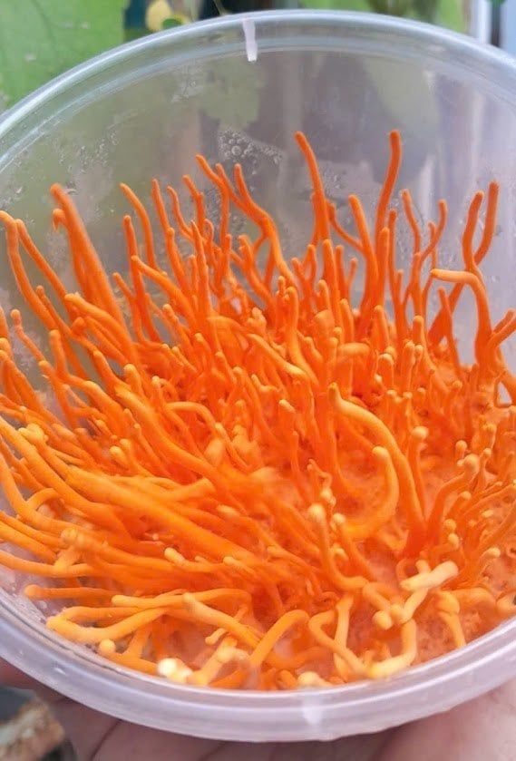 ĐÔNG TRÙNG HẠ THẢO TƯƠI HỮU CƠ